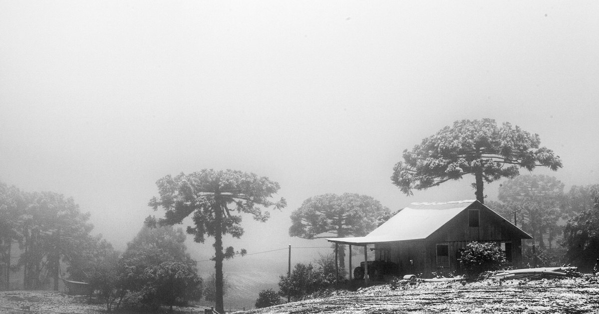 Snow over a sloping field and a wooden farm shed in fog, with araucaria pines standing above the treeline, in the countryside of Caxias do Sul, Rio Grande do Sul